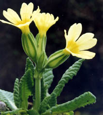 Primula eliator ssp intricata